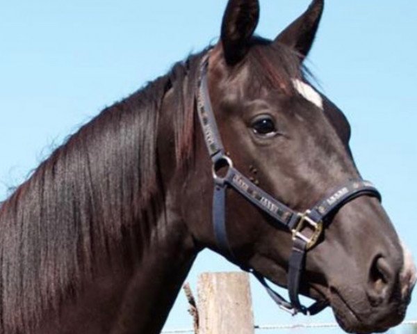 dressage horse Frida (Oldenburg, 2015, from Fuechtels Floriscount OLD)