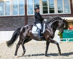 dressage horse Alstertraum 2 (Trakehner, 1999, from Schiffon)