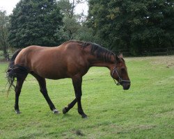 Pferd Welfenkrone (Hannoveraner, 1992, von Wendehals)