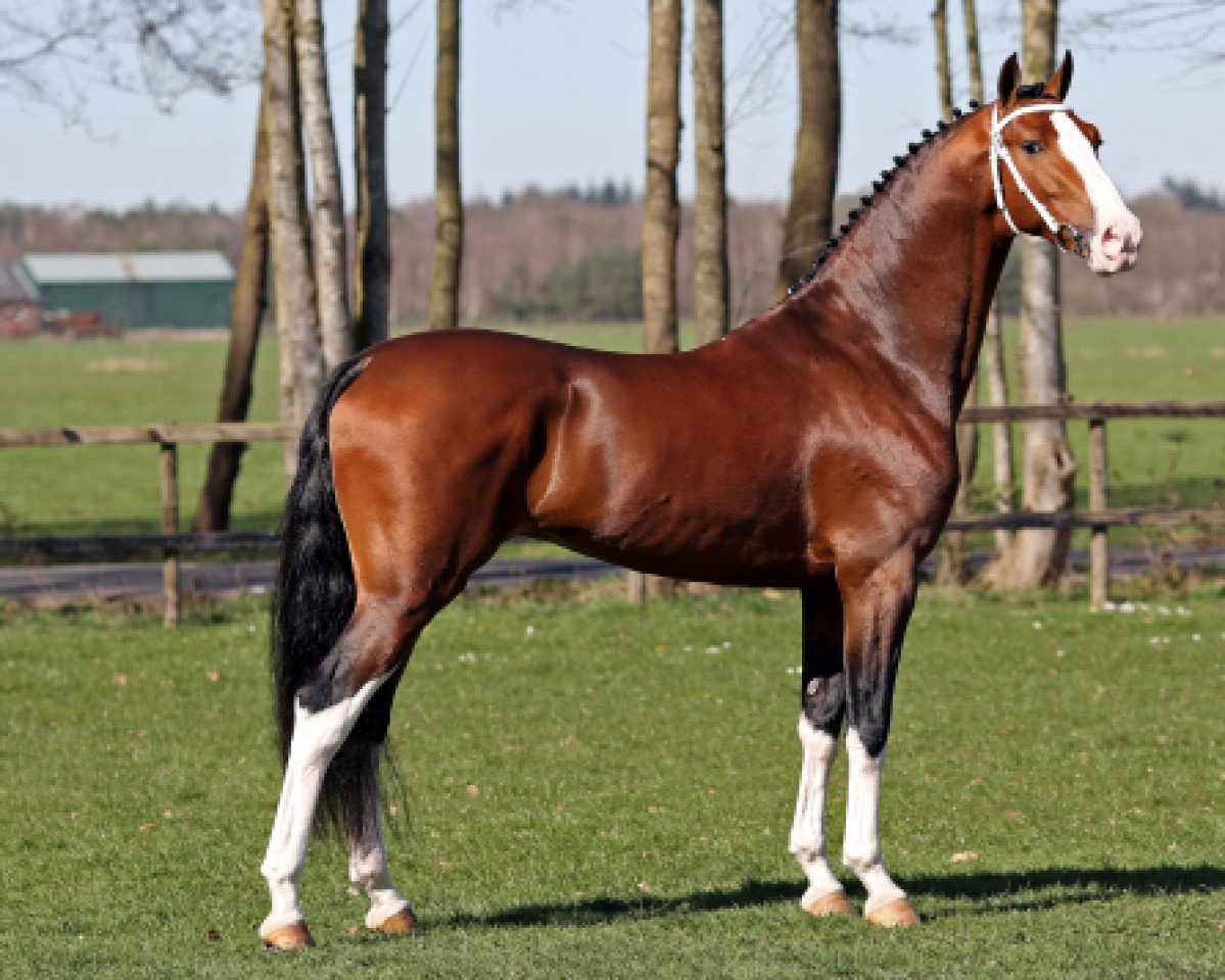 Deckhengst Lexington (KWPN (Niederländisches Warmblut), 2016, von Fantijn)