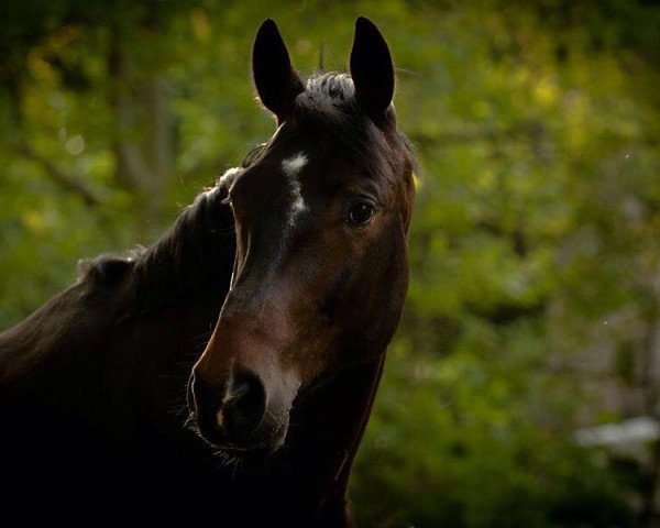 jumper Quinto Magico (Hanoverian, 2009, from Quintender 2)