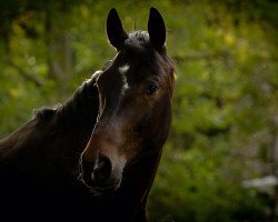 Springpferd Quinto Magico (Hannoveraner, 2009, von Quintender 2)