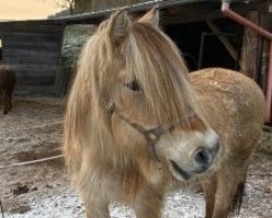 horse Tibor (Fjord Horse, 1992, from Taifun von der Spechbacherhöhe)