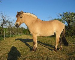 horse Robin (Fjord Horse, 1995, from Rex I-84)