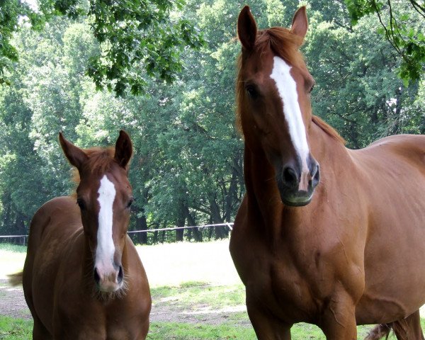 broodmare Wolke (Hanoverian, 2007, from Worldly I)