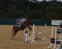 Springpferd Amazing Moment HS (Deutsches Reitpony, 2006, von Amarillys Sensation D)