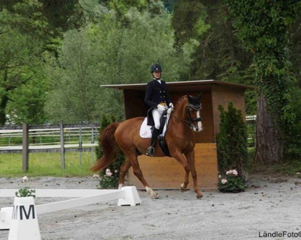dressage horse Lavaletto II (Hanoverian, 2003, from Londonderry)