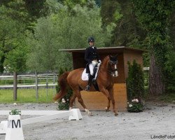 dressage horse Lavaletto II (Hanoverian, 2003, from Londonderry)