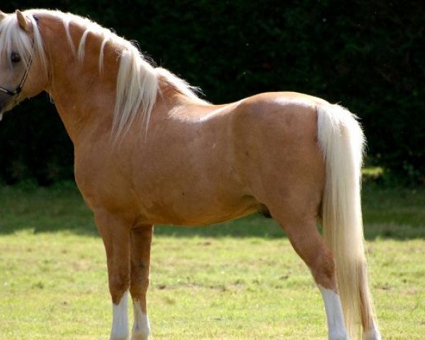 stallion Escley Thimble (Welsh mountain pony (SEK.A), 1995, from Rookery Bobbin)