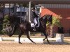 dressage horse Don Carismo FRH (Hanoverian, 2010, from Don Crusador)