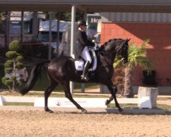 dressage horse Don Carismo FRH (Hanoverian, 2010, from Don Crusador)