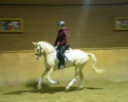 Dressurpferd Mr. Marshmellow (Deutsches Reitpony, 2014, von FS Mr. Right)