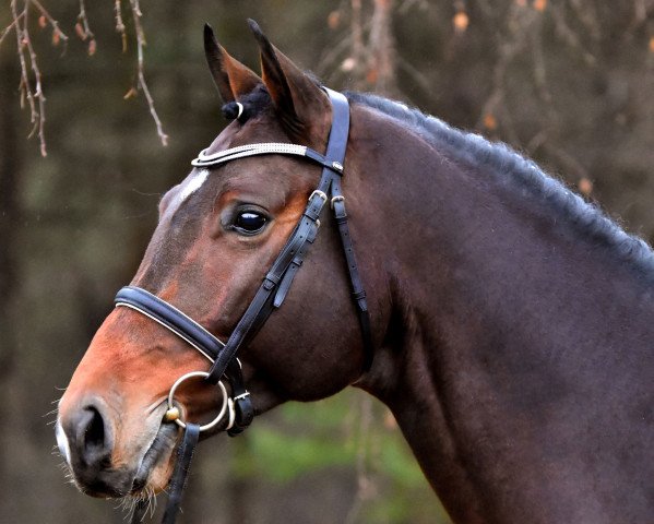 stallion Casalinos (Holsteiner, 2015, from Casall Ask)