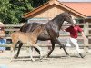 broodmare Titaniya (Holsteiner, 2003, from Alboretto)