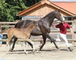 broodmare Titaniya (Holsteiner, 2003, from Alboretto)