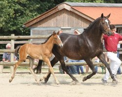 broodmare Brasilia II (Holsteiner, 2009, from Singulord Joter)