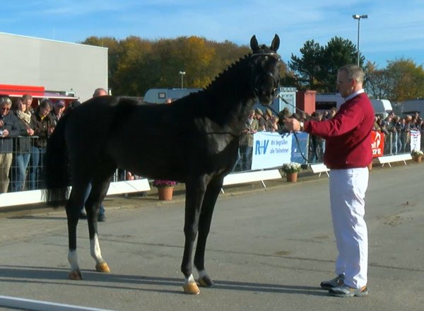 jumper Capall (Holsteiner, 2014, from Casall Ask)