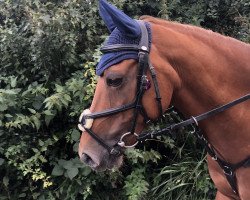 dressage horse Toffifee (German Riding Pony, 2005, from Davignon)