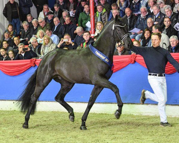 stallion Morricone III (Oldenburg, 2016, from E.H. Millennium)