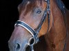 dressage horse Mr. Lord Sinclair (German Sport Horse, 2014, from E.H. Millennium)