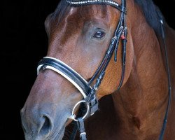 dressage horse Mr. Lord Sinclair (Deutsches Sportpferd, 2014, from E.H. Millennium)