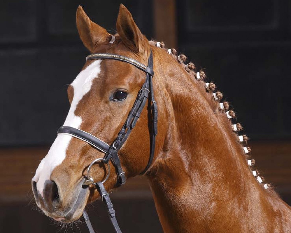 stallion Granturo (Hanoverian, 2005, from Graf Top)