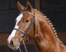 stallion Granturo (Hanoverian, 2005, from Graf Top)