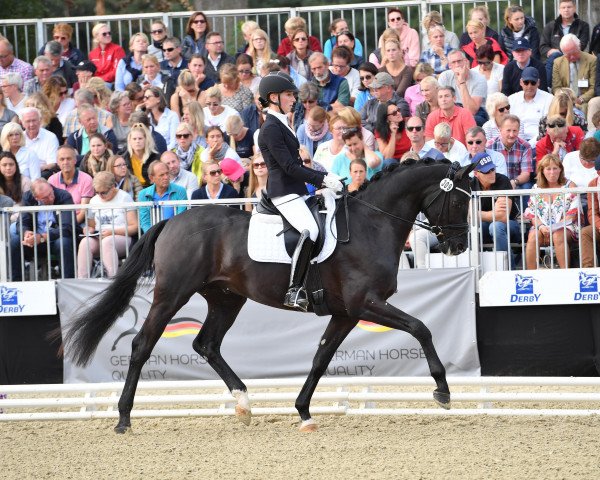 dressage horse Despacito 16 (Hanoverian, 2015, from Don Nobless)
