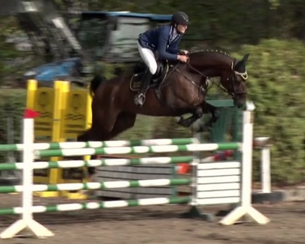 jumper Cenia 12 (German Sport Horse, 2009, from Cevin Costner)