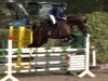 jumper Cenia 12 (German Sport Horse, 2009, from Cevin Costner)