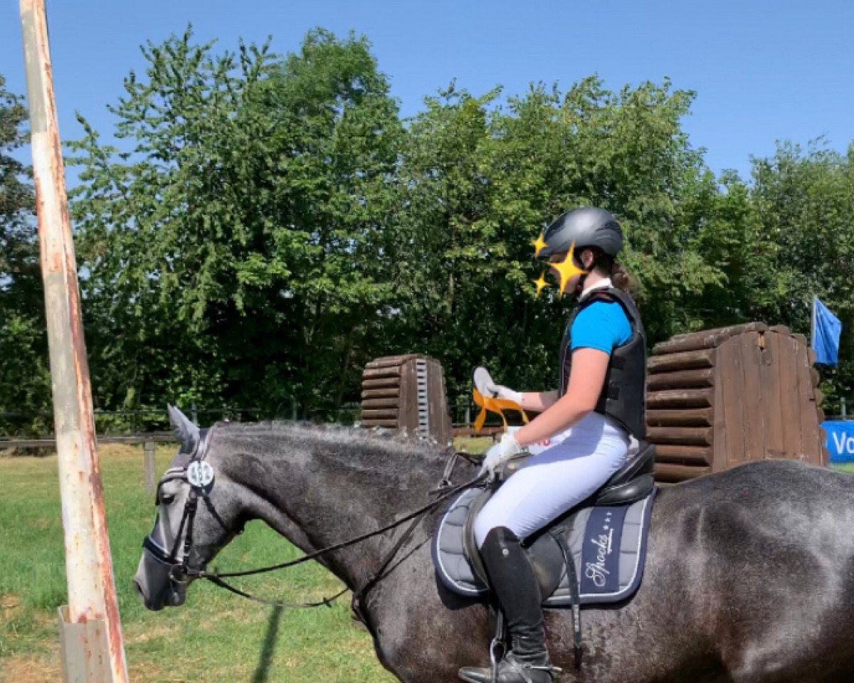 dressage horse Connor 65 (unknown, 2012)
