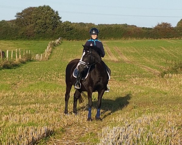 Zuchtstute Holsteins Ulika (Deutsches Reitpony, 1998, von Wimbledon)