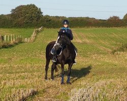 broodmare Holsteins Ulika (German Riding Pony, 1998, from Wimbledon)