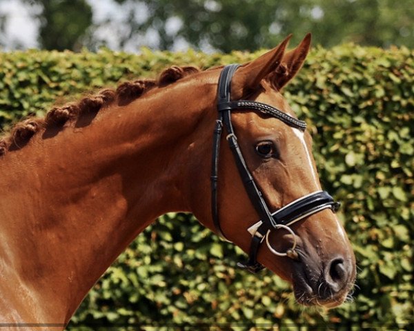 dressage horse Feiner Paul (Hanoverian, 2016, from Fuechtels Floriscount OLD)