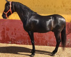 horse Risueño XIV (Pura Raza Espanola (PRE),  )