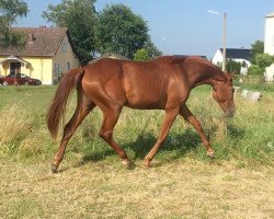 dressage horse Dressurtalent v. Dimaggio (Hanoverian, 2016, from Dimaggio)