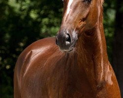 broodmare Donna Seraphina (Hanoverian, 2006, from Don Schufro)