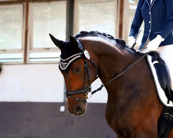 dressage horse Diesario R (Oldenburg, 2013, from Thorgal de Kezeg)