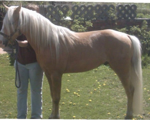 Deckhengst Sophianora Lord (Welsh Pony (Sek.B),  , von Largo)