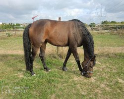 broodmare Isabella (Trakehner, 2014, from Montafon)