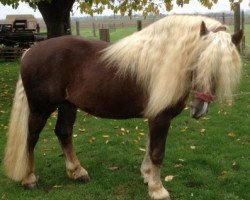 stallion Mattes (Black Forest Horse, 2008, from Monsun)