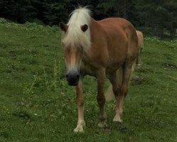 broodmare PE15791/T Fairy (Haflinger, 1994, from 1338 Afghan II)