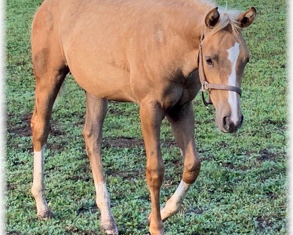 Pferd Tinsel N Dun (Quarter Horse, 2019)