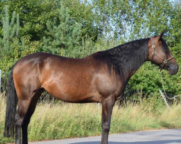 Pferd WO Cody Surprise (Quarter Horse, 2014)