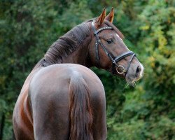 dressage horse Di Nozzo 8 (Rheinländer, 2014, from D'Olympic)