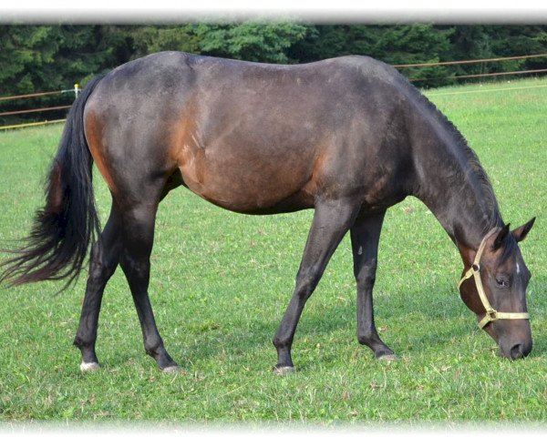 Pferd Brooke Wimpys Brenns (Quarter Horse, 2016)