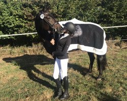 dressage horse Fine Rose 2 (Oldenburg, 2011, from Fürst Romancier)