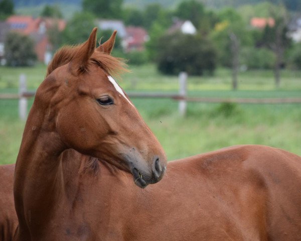 Springpferd Crazy Gretchen (Oldenburger, 2018, von Tannenhof's Chambretto Gt)