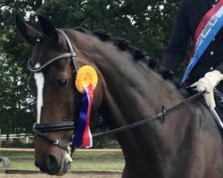 dressage horse Dunhill B 4 (Hannoveraner, 2013, from Harmony's Desiderio)