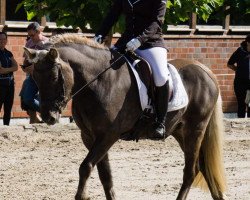 horse Farri (Iceland Horse, 2007, from Tilberi vom Falkenhof)